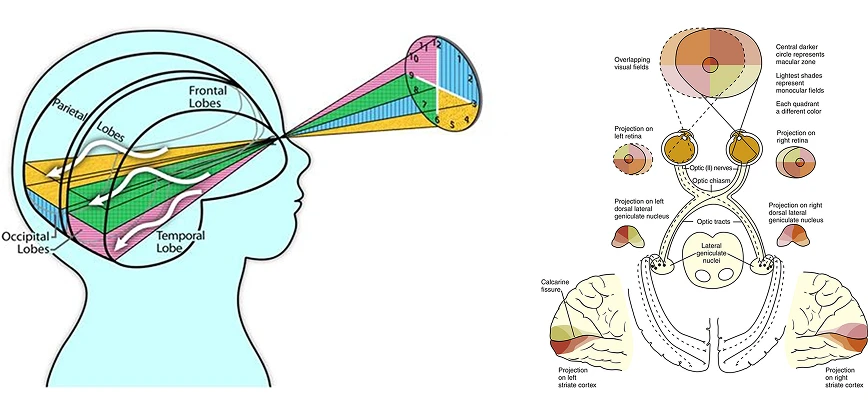 Four-quadrant model of the human visual field